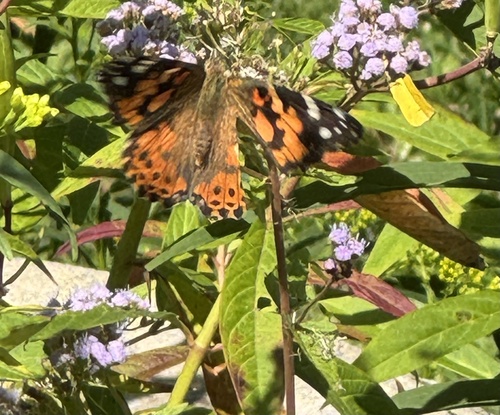 Painted Lady
