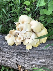Pleurotus citrinopileatus