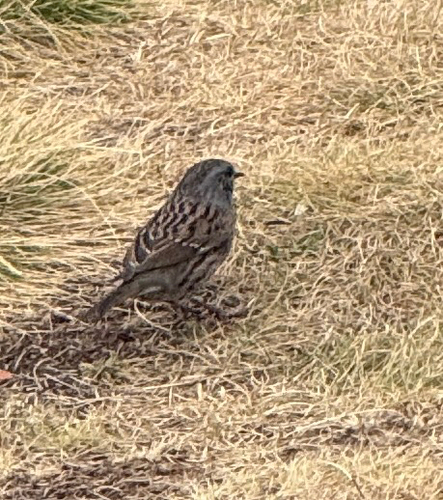 Dunnock