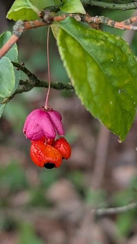 Warty-barked Spindle