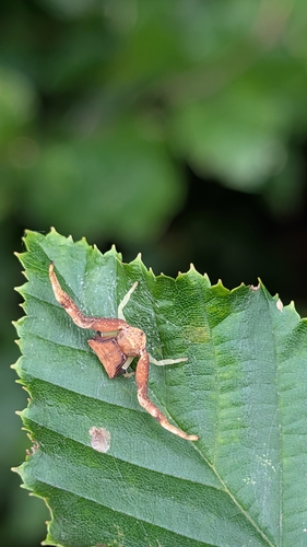 Pistius truncatus