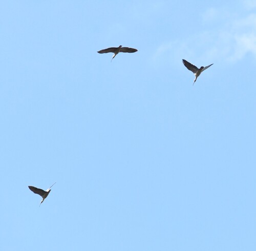 Plumbeous Ibis