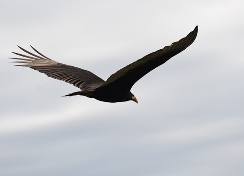 Lesser Yellow-headed Vulture