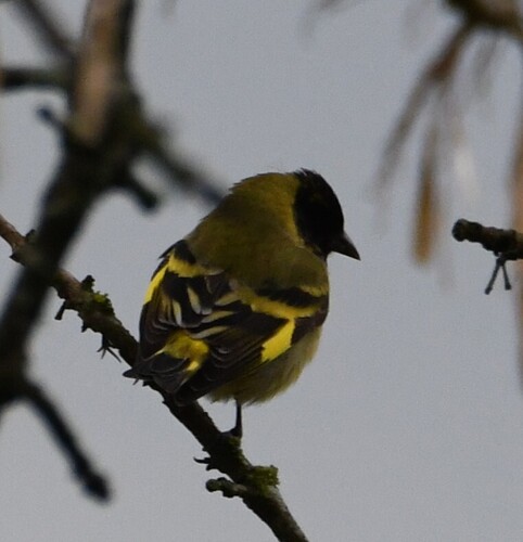 Hooded Siskin
