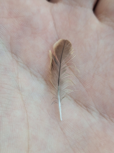 Plume de Moineau domestique