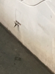Stelgidopteryx serripennis