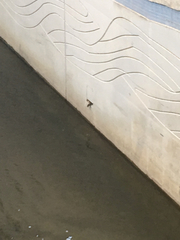 Stelgidopteryx serripennis