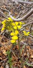 Erysimum asperum
