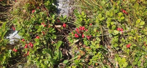 Lingonberry