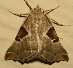 Plataea blanchardaria