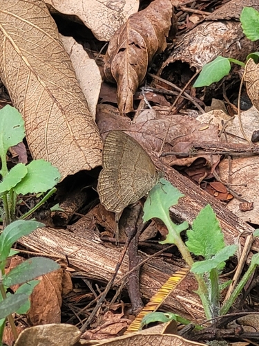 Poltys satyr