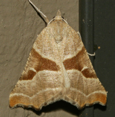 Plataea blanchardaria
