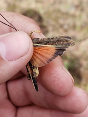 Cratypedes lateritius