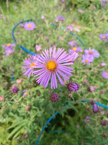 New England aster