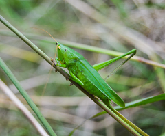 Neoconocephalus brevis
