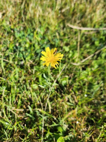narrow-leaved hawksbeard