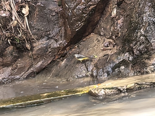 Grey Wagtail