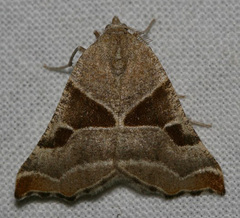 Plataea blanchardaria