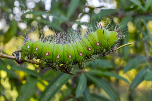 Photo of Imperial Moth (Eacles imperialis)
