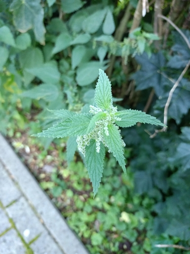great stinging nettle