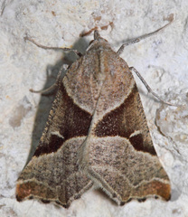 Plataea blanchardaria