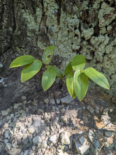 Uvularia puberula, photograph 2