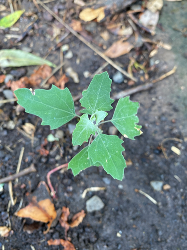 Common Lambsquarters