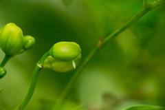 Abaeis deva deva