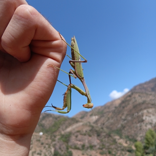 Giant African Mantis