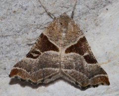 Plataea blanchardaria