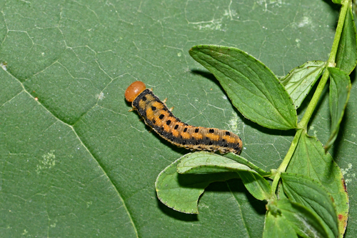 Shiny-headed Wasp-sawfly