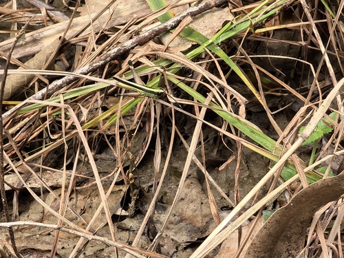 Ceracris fasciata
