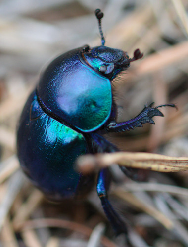 Springtime Dung Beetle photo 5