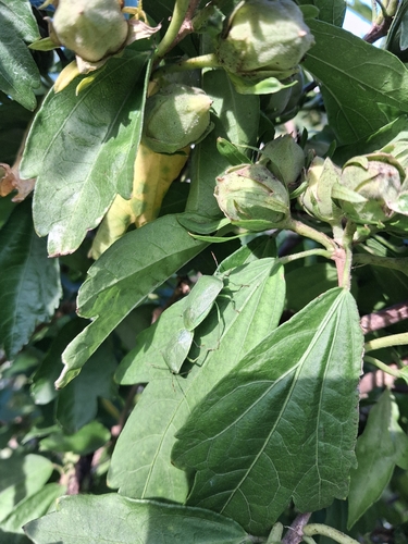 Southern Green Stink Bug
