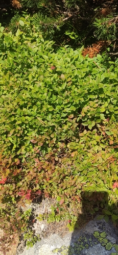 common bilberry