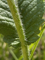 Parthenium auriculatum