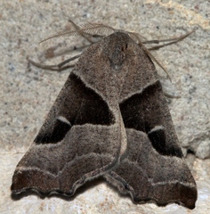 Plataea blanchardaria