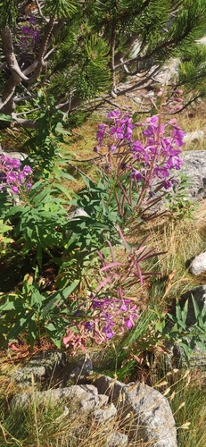 fireweed