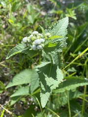Parthenium auriculatum