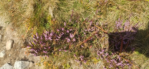 common heather