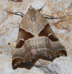 Plataea blanchardaria