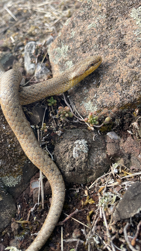 Smooth Snake