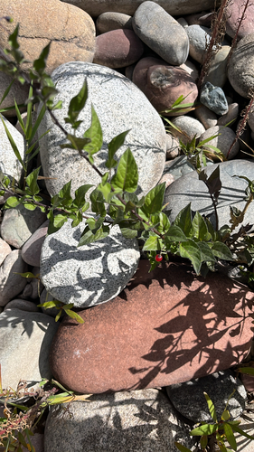 bittersweet nightshade