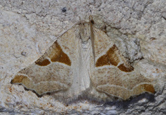 Plataea blanchardaria