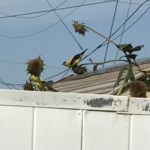 American Goldfinch