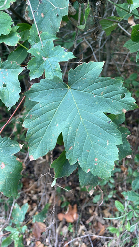 sycamore maple