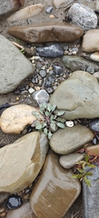 Askellia pygmaea, photograph author not stated, no rights reserved