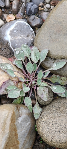 Askellia pygmaea, photograph 4