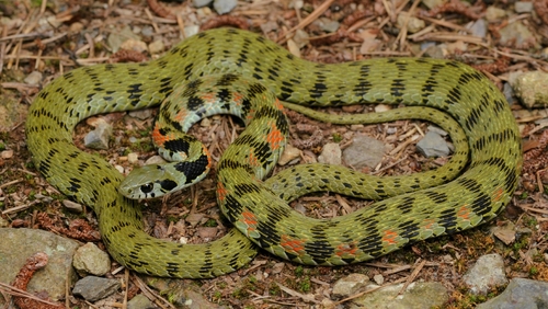 Chinese Tiger Keelback