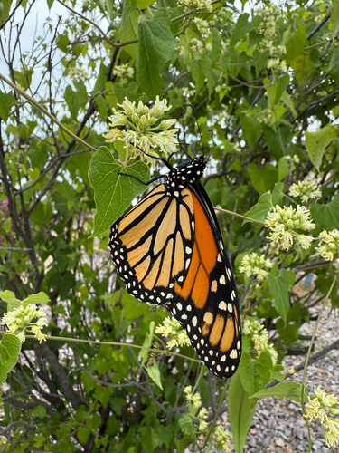 Monarch
